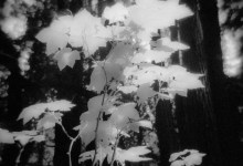 Patricia Houghton Clarke Artist Talk