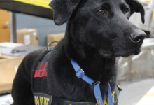 Sniff-and-Scratch Pest Prevention