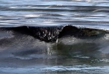 Plains All American Pipeline to Pay $230 Million in Oil-Spill Settlement