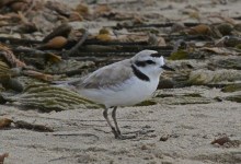 Snowy Plover Docent Training