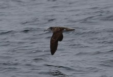 Santa Barbara Birding: The Lure of the Islands