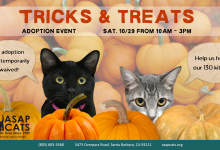 Adoption Event at ASAP Cats – Loads of Kittens!