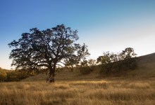 Sedgwick Reserve Marks 25 Years of Science, Art, and Entry to the Great Outdoors