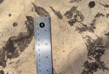 Noleta Bear Sightings and a Highway Kill 