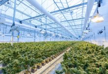 Poodle | Cannabis Warts: Will They Ever End?