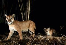 Why So Many Creatures Now Call Our Cities Home