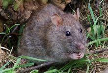 Santa Barbara Debates Rat Problem