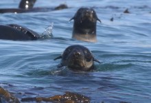 Ocean Havens: 50 Years of National Marine Sanctuaries