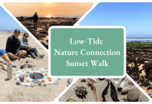 Low-Tide Nature Connection Sunset Walk
