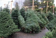 Freshest Trees Trinity Lutheran Christmas Tree Lot
