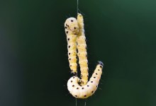 Insect Saliva Might Be Our Best Plastic Recycler