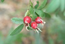 Open Weekend at Arroyo Hondo Preserve