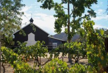 Vega Vineyard Returns to Form in Buellton