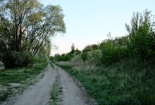 Trees and Bushes for Food