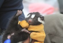 The Secretive Island Skunks of Santa Cruz and Santa Rosa Islands