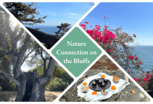 Nature Connection Walk on the Bluffs
