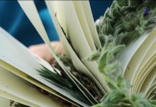 Intro to Plant Identification