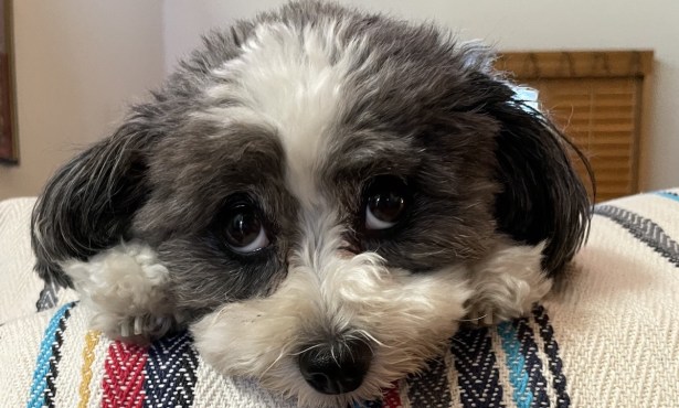 Meet Penny, Our 2023 Fido’s Photo Contest Winner