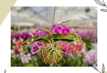 Hanging Kokedama Workshop and Tour at Westerlay