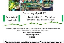 Mesa Harmony Garden Spring Plant Sale