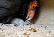 Science Pub: California Condor