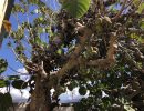 San Marcos Growers: Where the Big Trees Roam