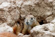 Healthy Ecosystems Are Critical to Our Survival