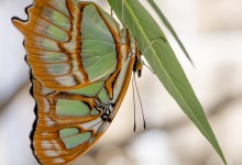 Butterflies Alive! Exhibit Opens