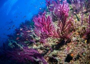 A Historic High Seas Biodiversity Treaty