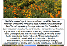 Mesa Harmony Garden – Come and See our Superbloom!