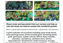 Mesa Harmony Garden Spring Plant Sale