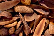 Earth Week Wild Food Experience with Lanny Kaufer