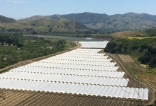 Amid the Cannabis Glut, Growers Are Pulling Out of Santa Barbara County