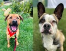 Hopper and Maverick