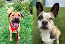 Hopper and Maverick