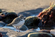 Guided Tour of Coal Oil Point Reserve