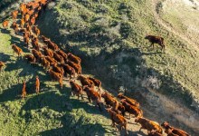 Las Cumbres Cattle Ranch Farm Tour