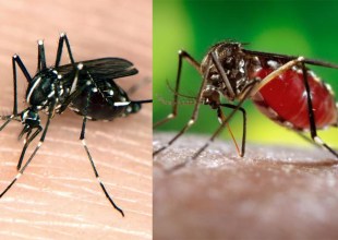 Santa Barbara County Vector Control on ‘High Alert’ for Asian Tiger and Yellow Fever Mosquitoes