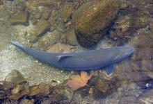 Southern California Steelhead Remain Endangered