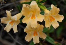 Lompoc Botanic & Horticultural Society Meeting
