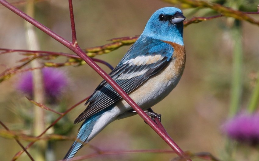 On the Move: New Discoveries About Bird Movements
