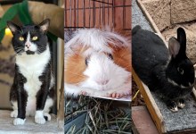 Sylvester, Boy-Boy and Hot Shot