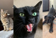 Kiwi, Brody and Middleton