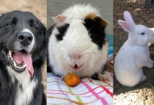 Loki, Olwen and Oscar