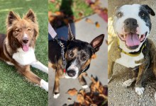 Marley, Gordon and Skylar