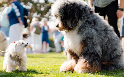 ON Culture | Fashionable Pups, Dancing Waves, Fun-Size Comedy, and Quips & Clips