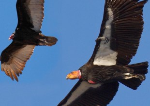 Saving the California Condor from the Brink of Extinction