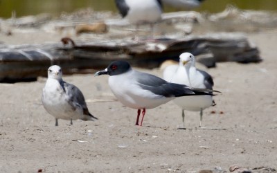 A Mega Rarity Appears in Goleta