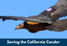 Wild Talks: Saving the California Condor