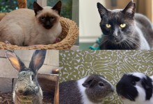 Mali, Mr Meow, Mulder, Cookie and Oliver